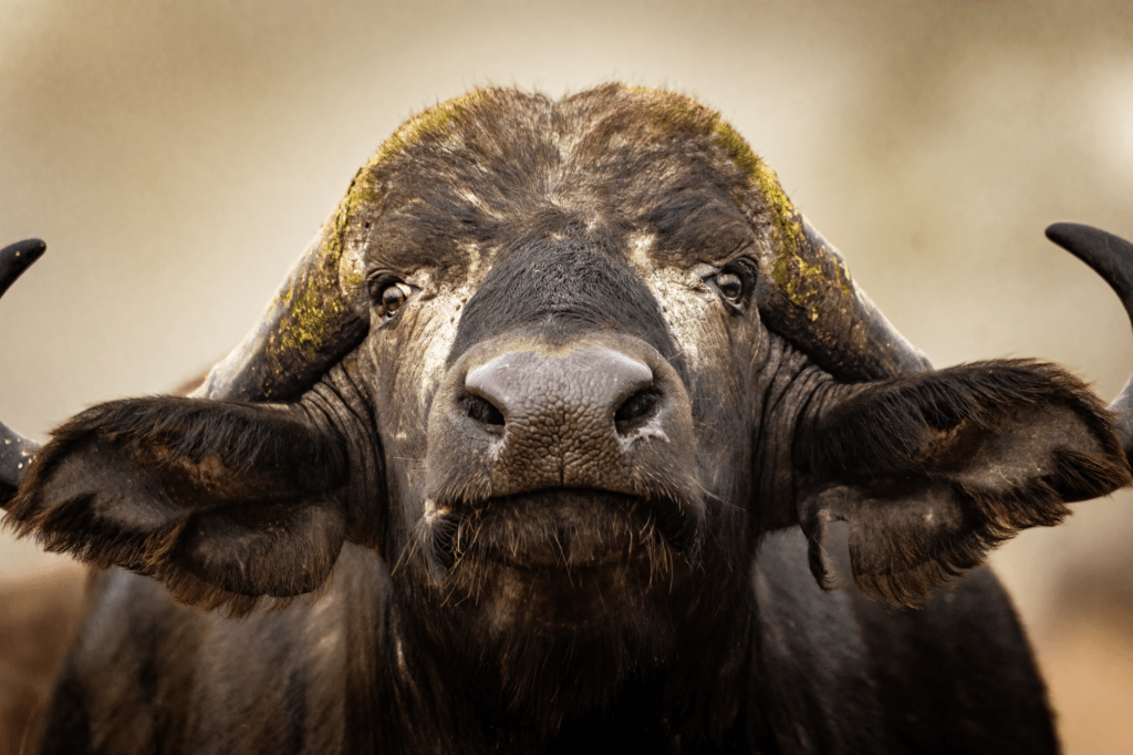 Buffalo wall art